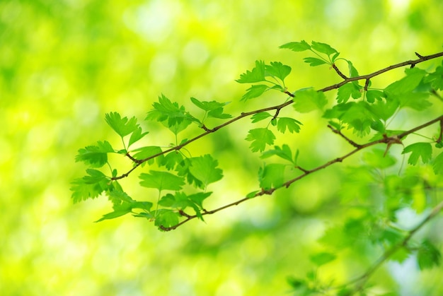 Green leaves