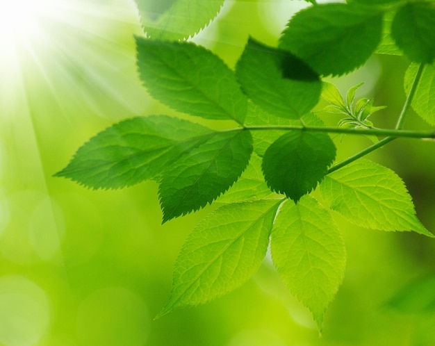 Green leaves