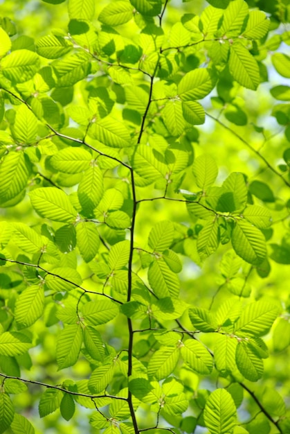 Green leaves