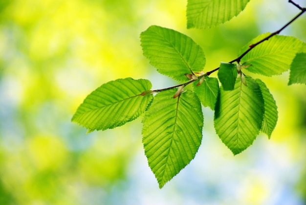 Green leaves