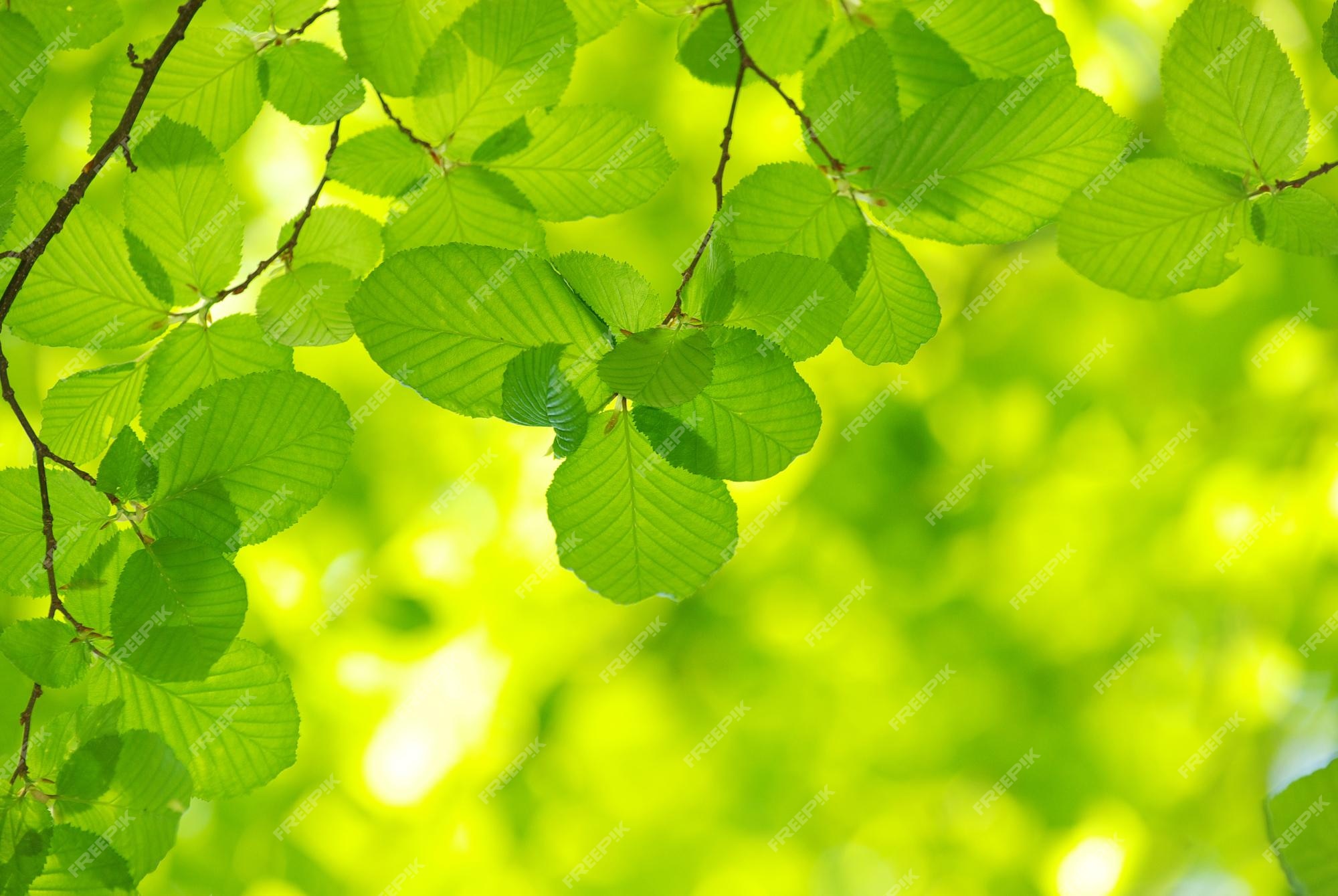 Green Tree Background Images - Free Download on Freepik