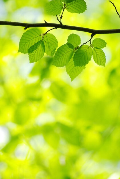 Green leaves