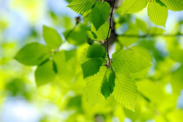 Green leaves