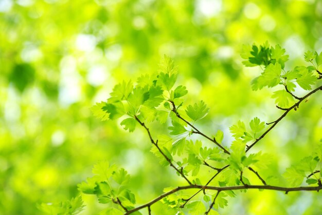 Green leaves