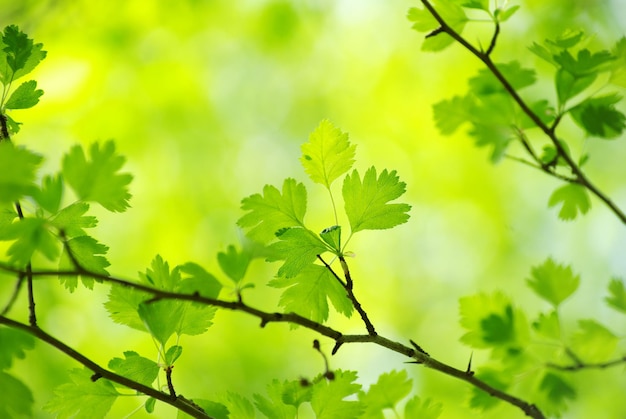 Green leaves