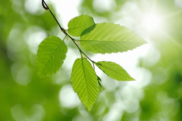 Green leaves