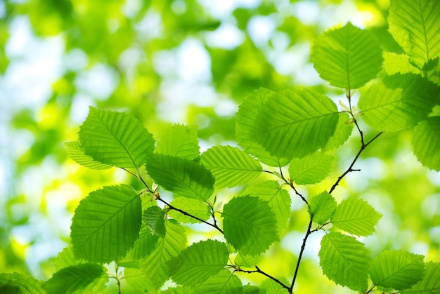 Green leaves