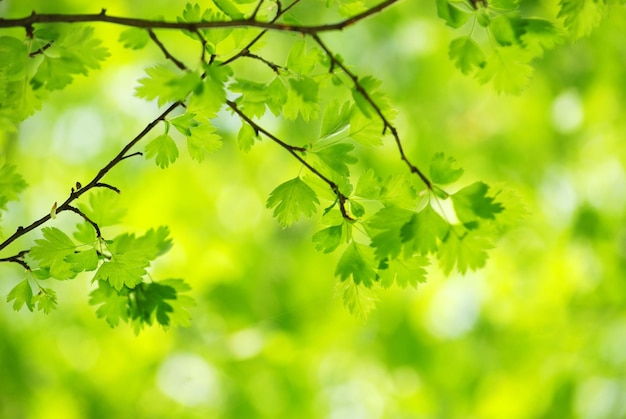 Green leaves