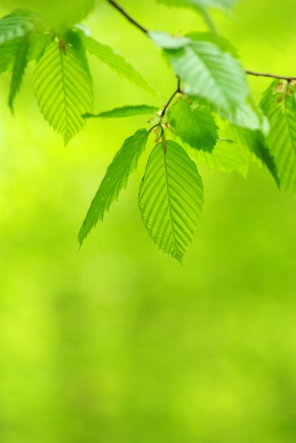 Green leaves