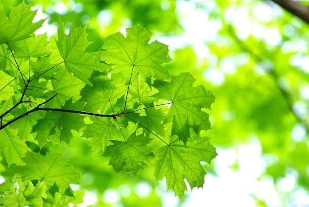 Green leaves