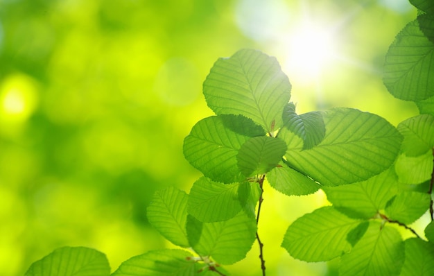 Green leaves