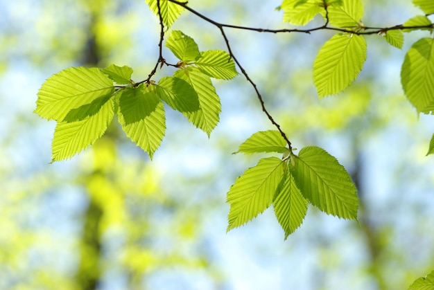 Green leaves