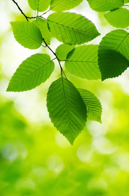 Green leaves