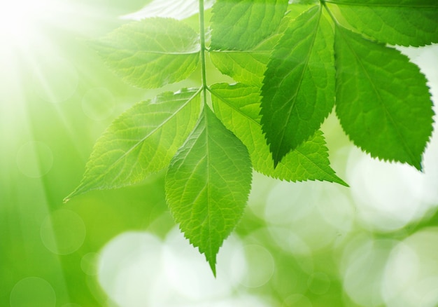 Green leaves