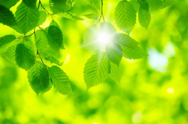 Green leaves