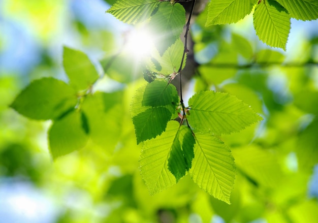 Green leaves