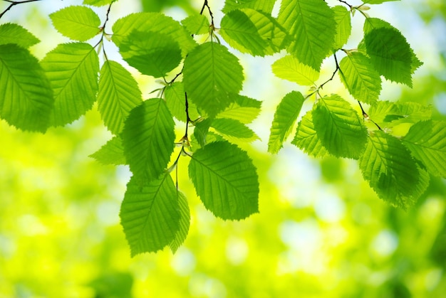 Green leaves