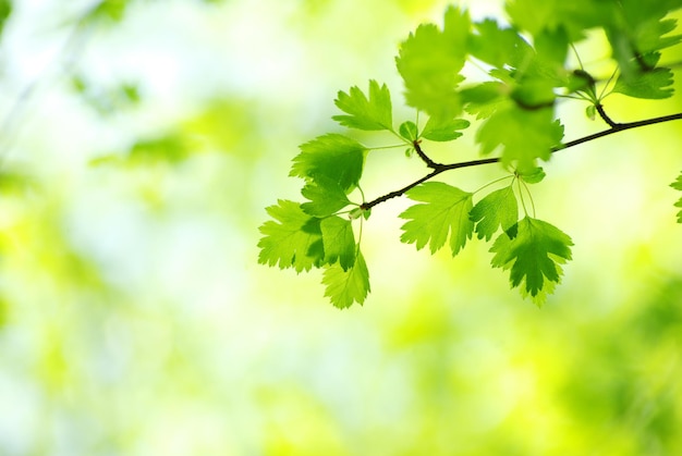 Green leaves