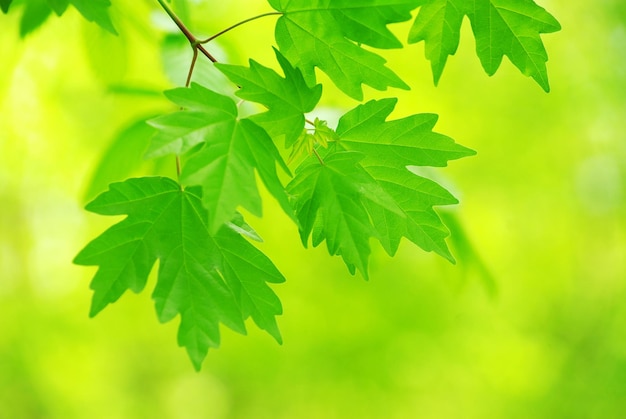 Green leaves