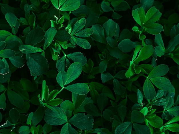 Green leaves