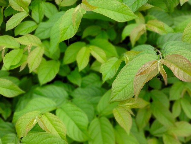 Green Leaves