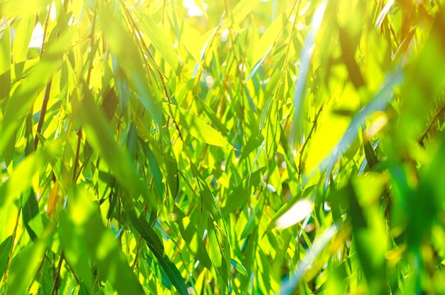 Green leaves