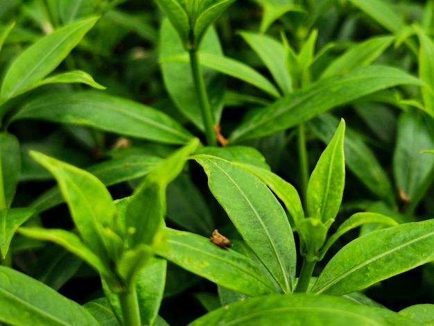 Green leaves