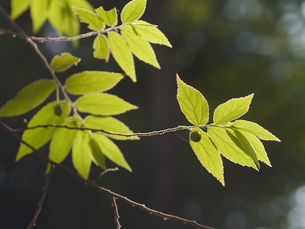 Green leaves