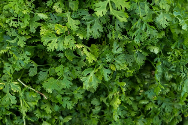 Green leaves