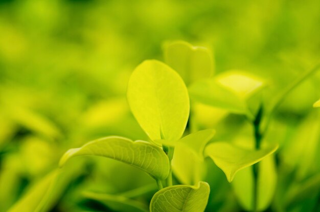 Green leaves