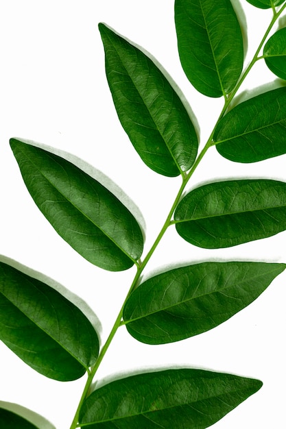 사진 녹색 잎