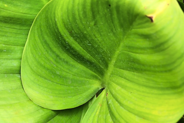 green leaves