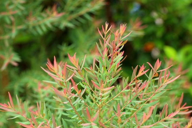 green leaves