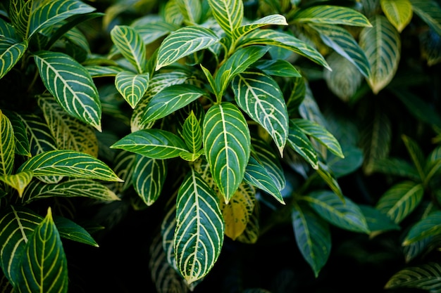 green leaves 