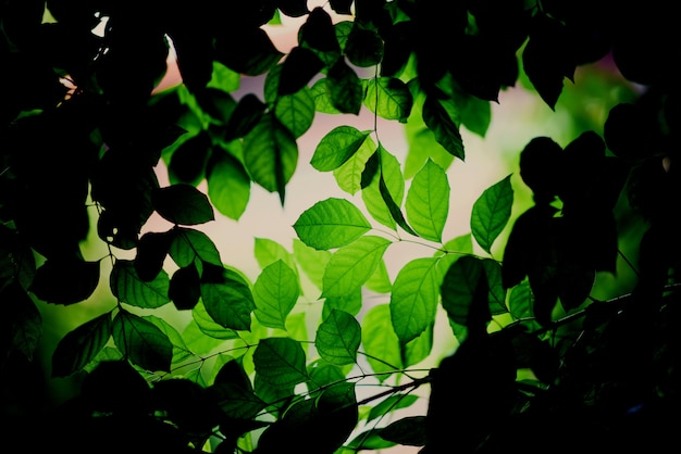 green leaves 