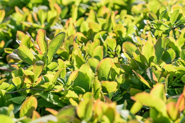 Green leaves