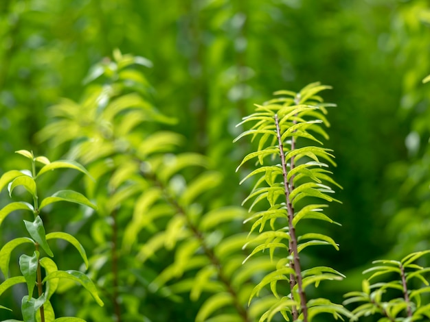 Green leaves 