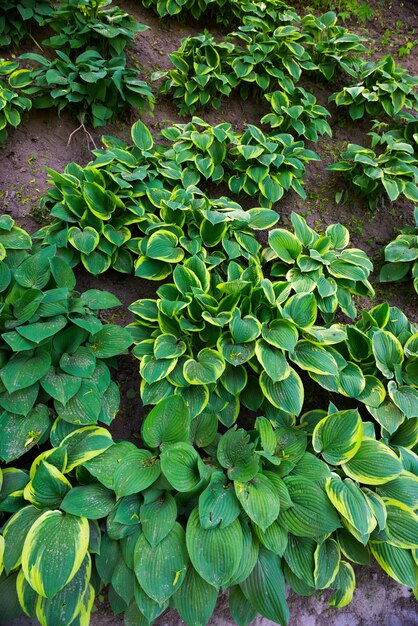 Green leaves