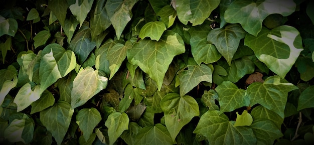 Photo green leaves