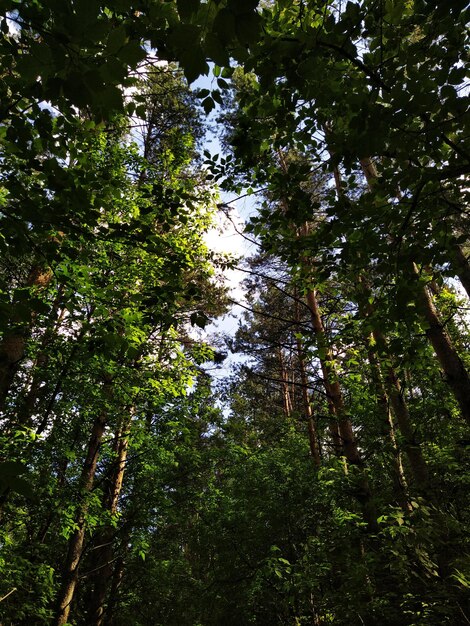 green leaves