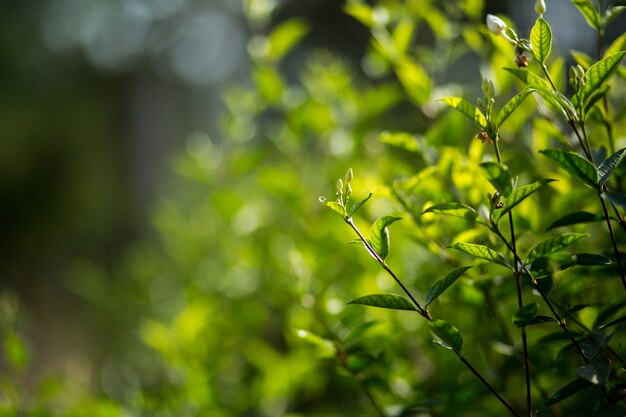 The Green leaves 