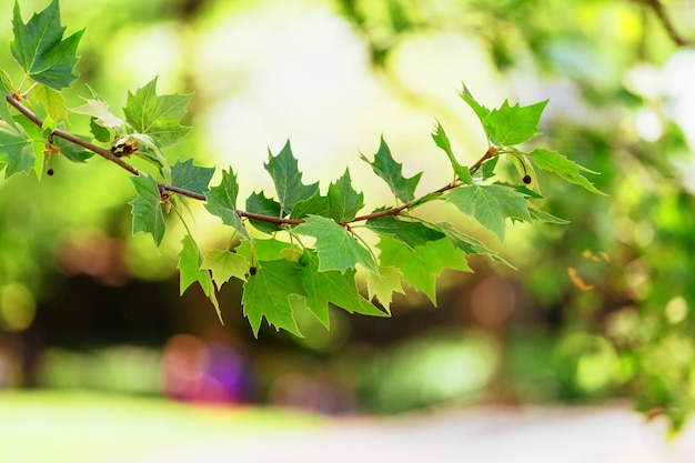 Green leaves