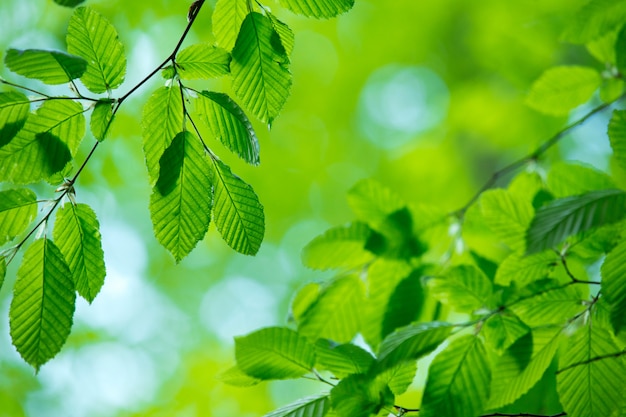 Green leaves