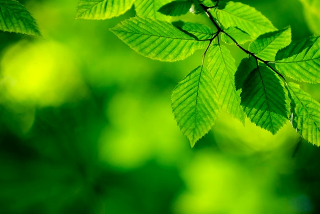 Green leaves