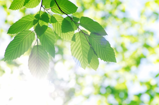 Green leaves