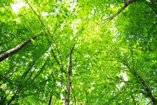 Foto foglie verdi