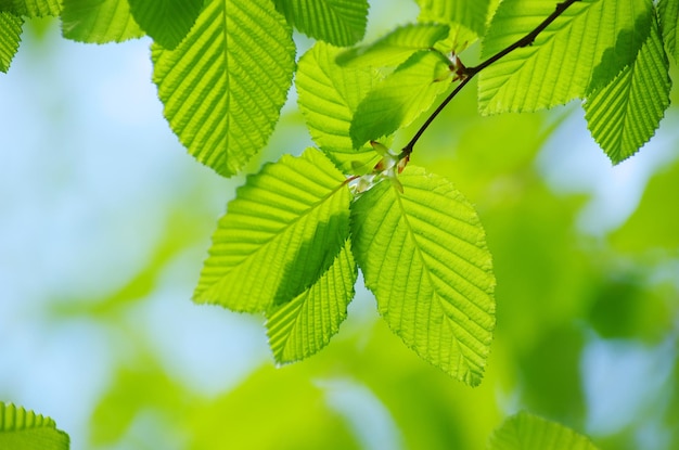 Green leaves