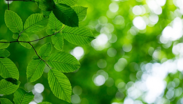 Green leaves