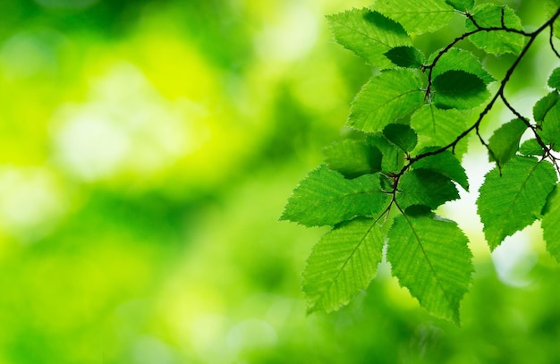 Green leaves