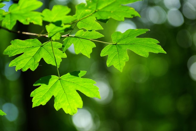 Green leaves